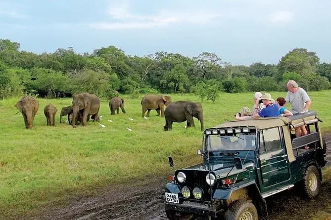 Elephant gathering at Minneriya