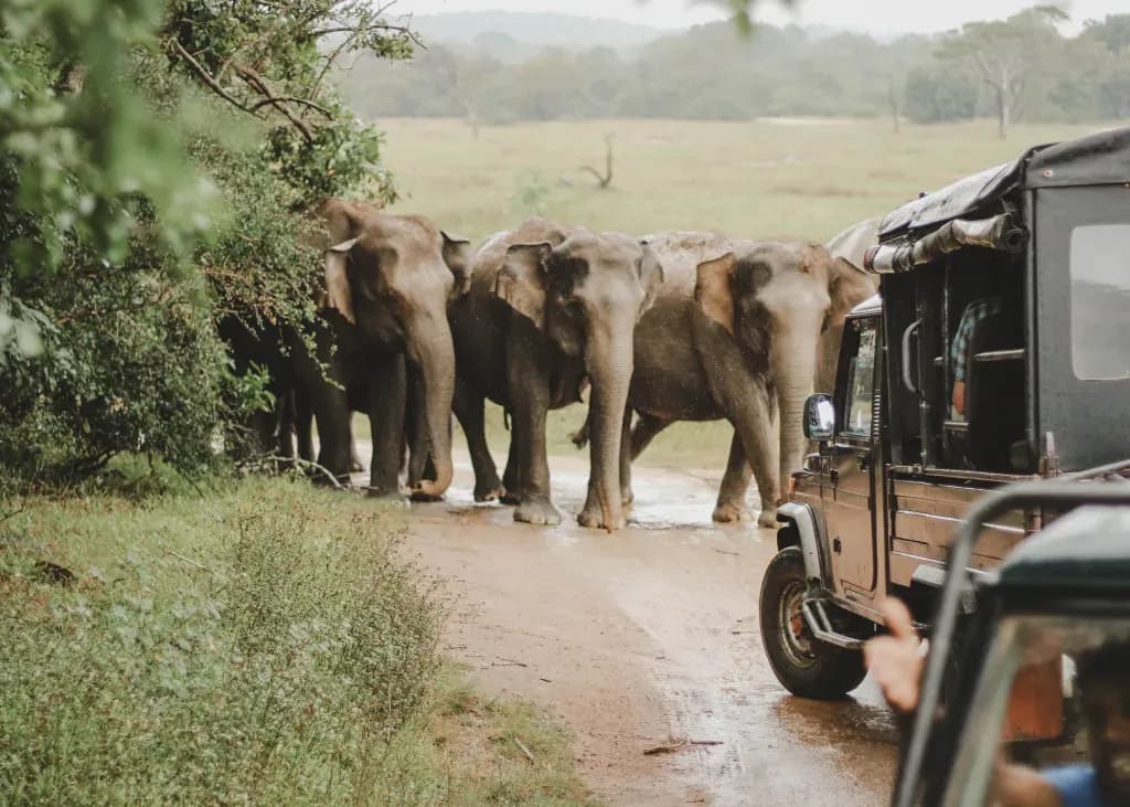 Scenic view of Kaudulla National Park