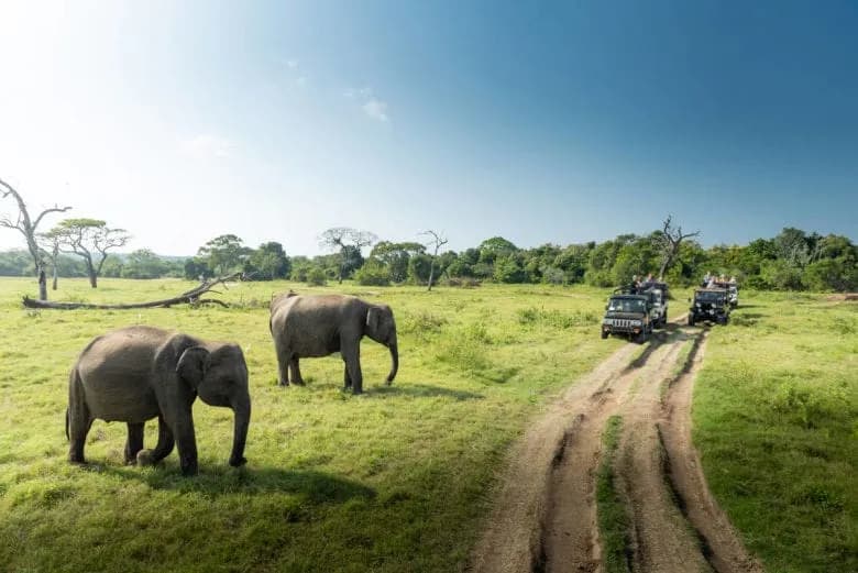 Elephant herd in Kaudulla