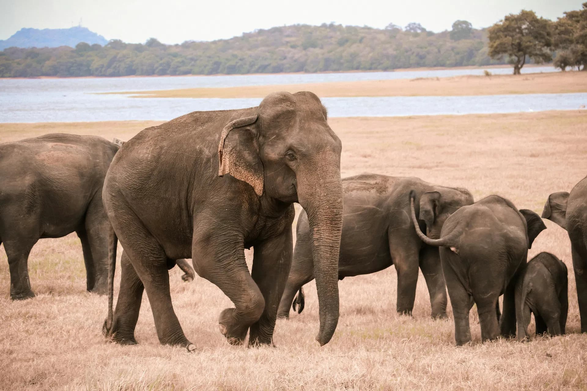 Kaudulla National Park