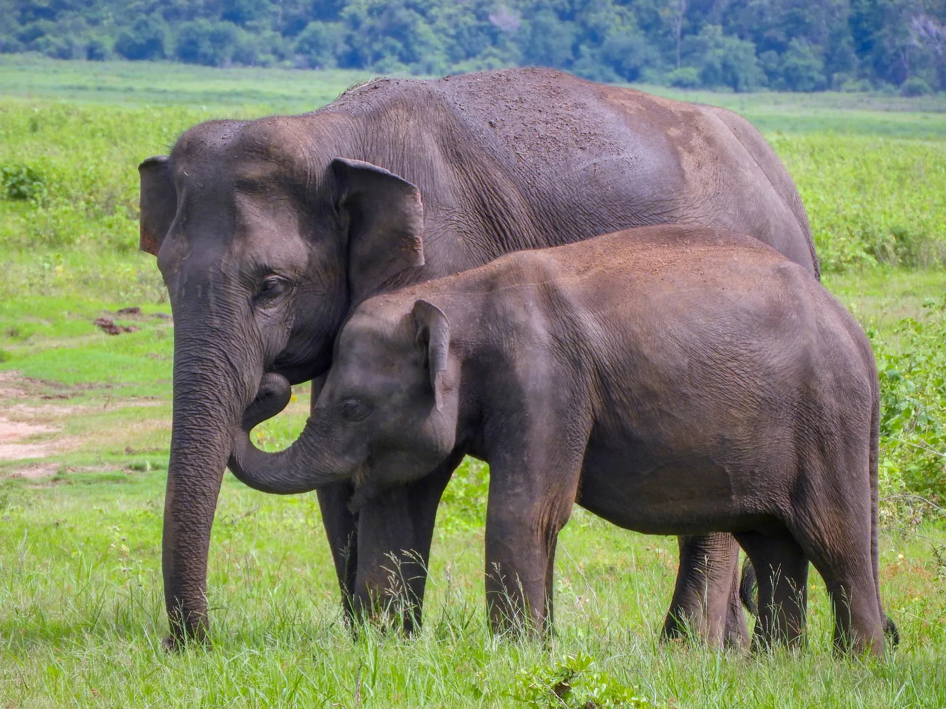 Kaudulla National Park 