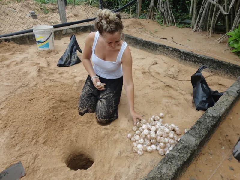 Kosgoda Turtle Hatchery
