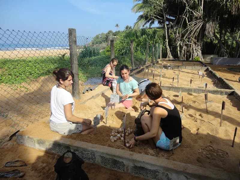 Kosgoda Turtle Hatchery