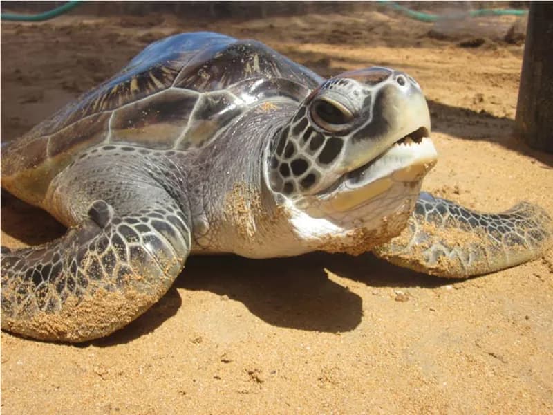 Kosgoda Turtle Hatchery