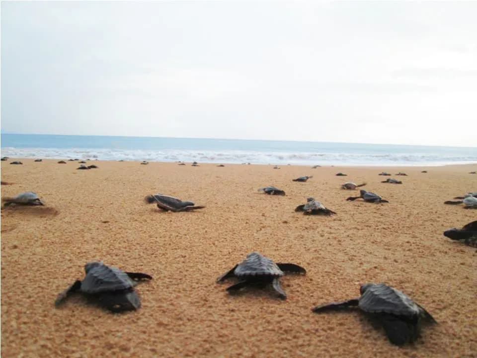 Baby turtles at hatchery
