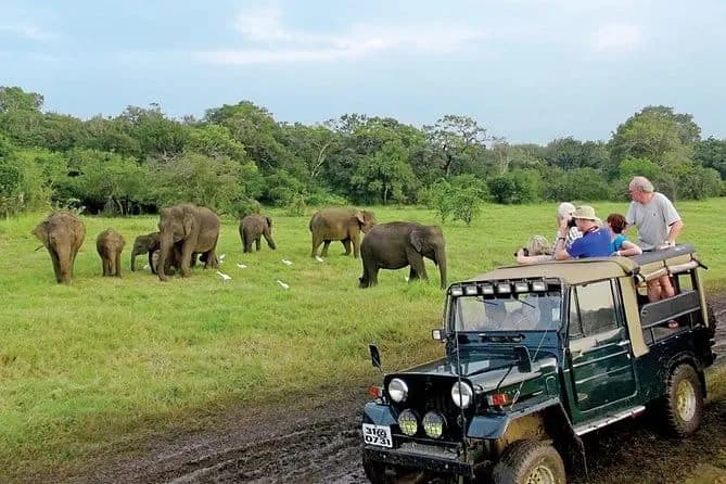 Elephant herd at Minneriya tank