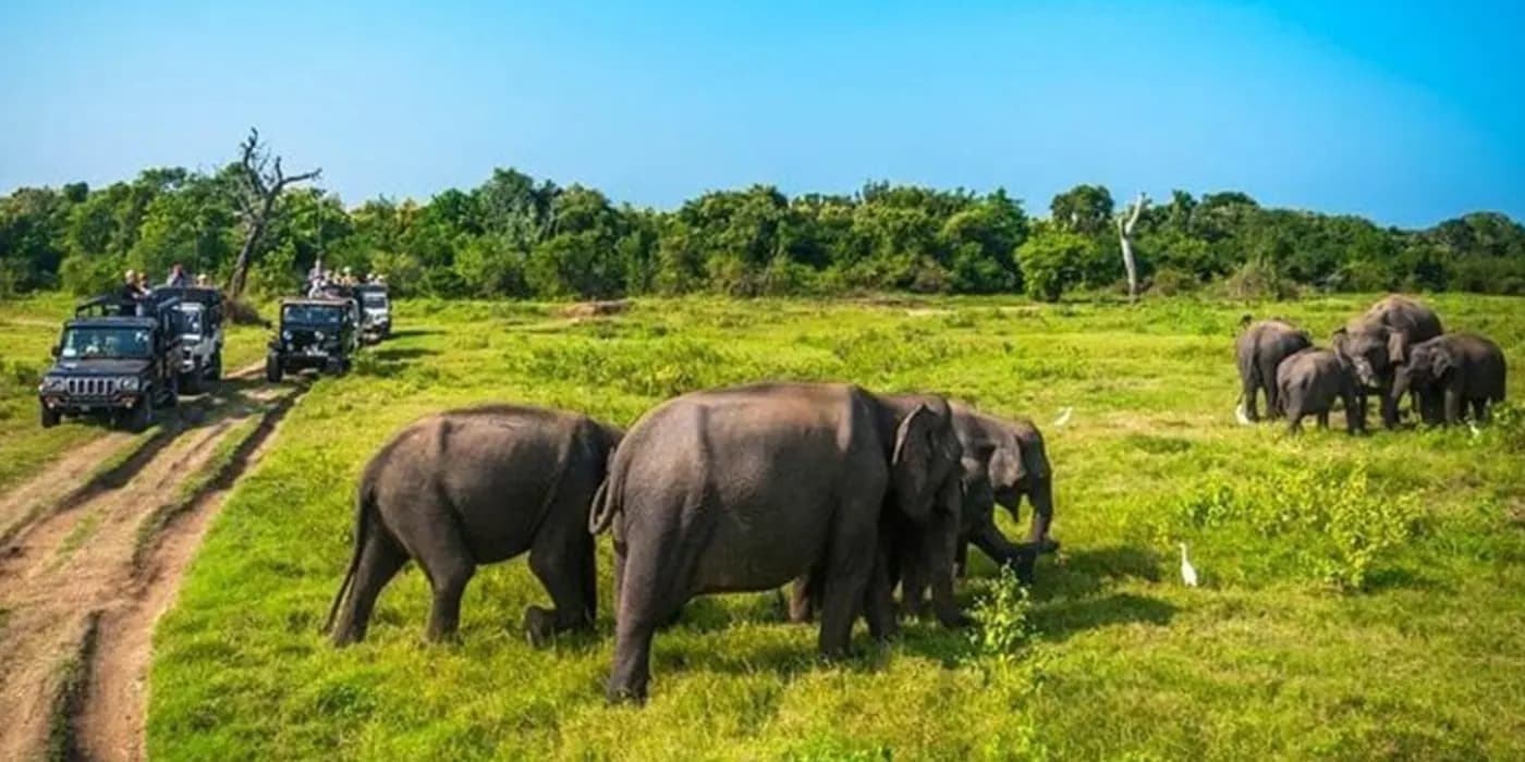 Jeep safari in Minneriya