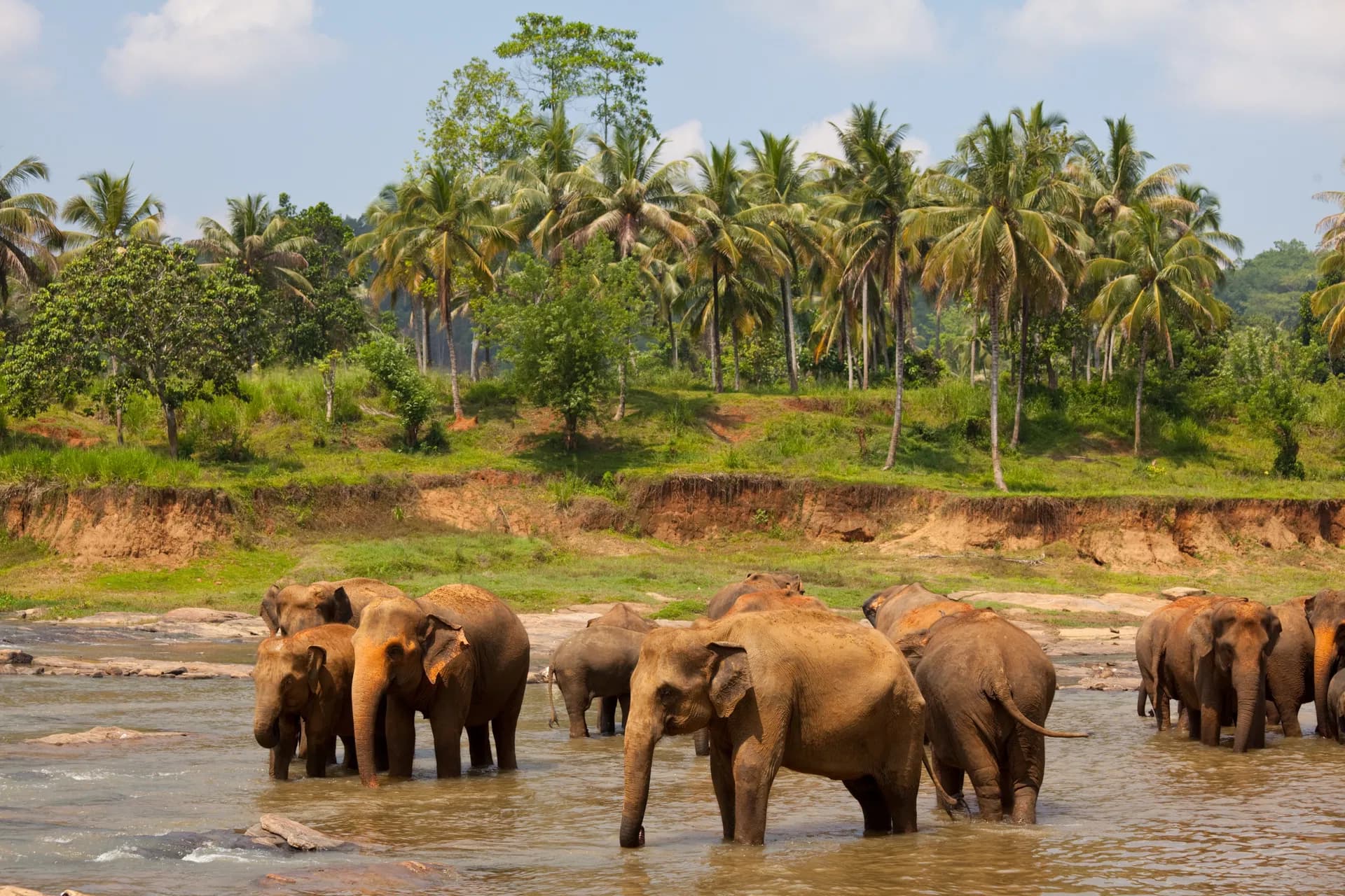 Minneriya National Park landscape