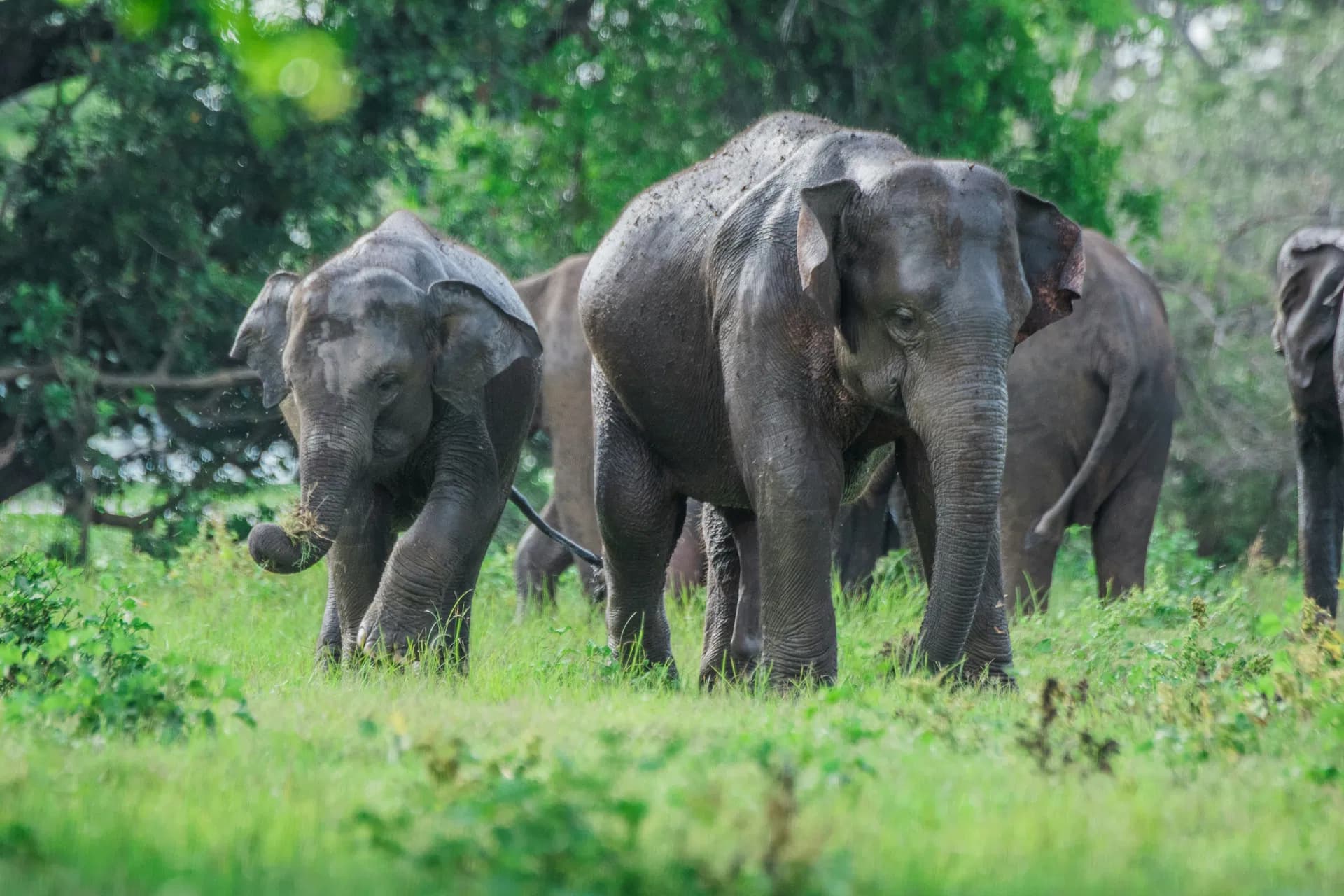 Minneriya National Park elephant sighting during safari tour