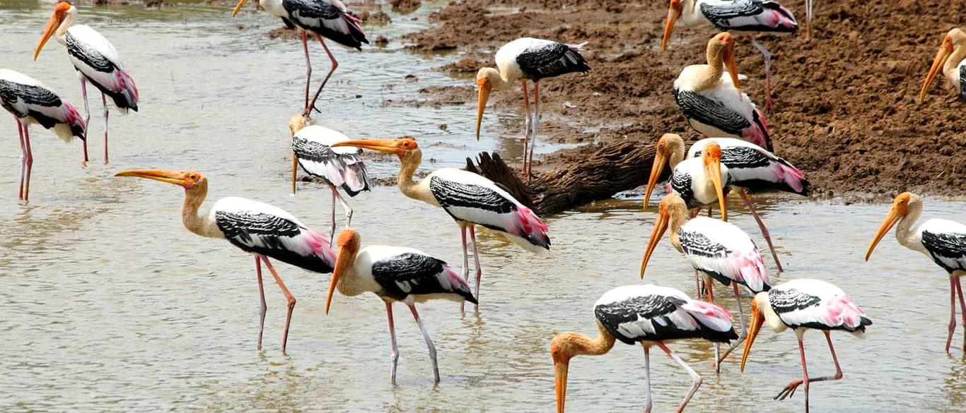 birds in Udawalawe National Park