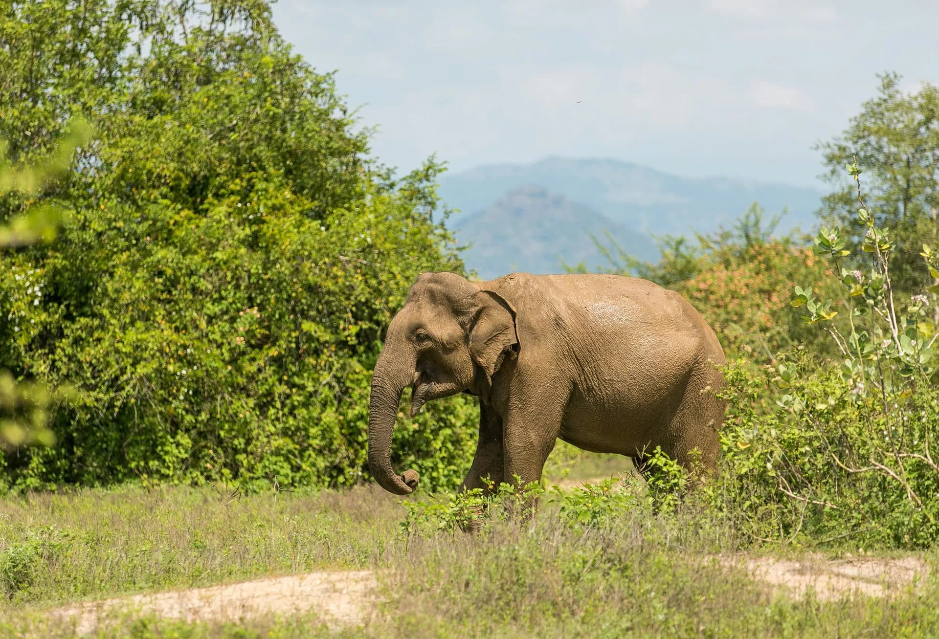 Elephants in Udawalawe National Park