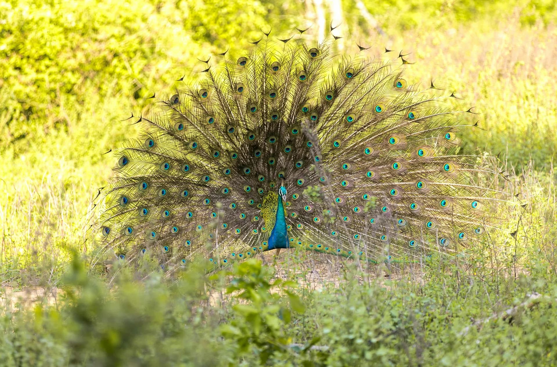 peacock in Udawalawe National Park