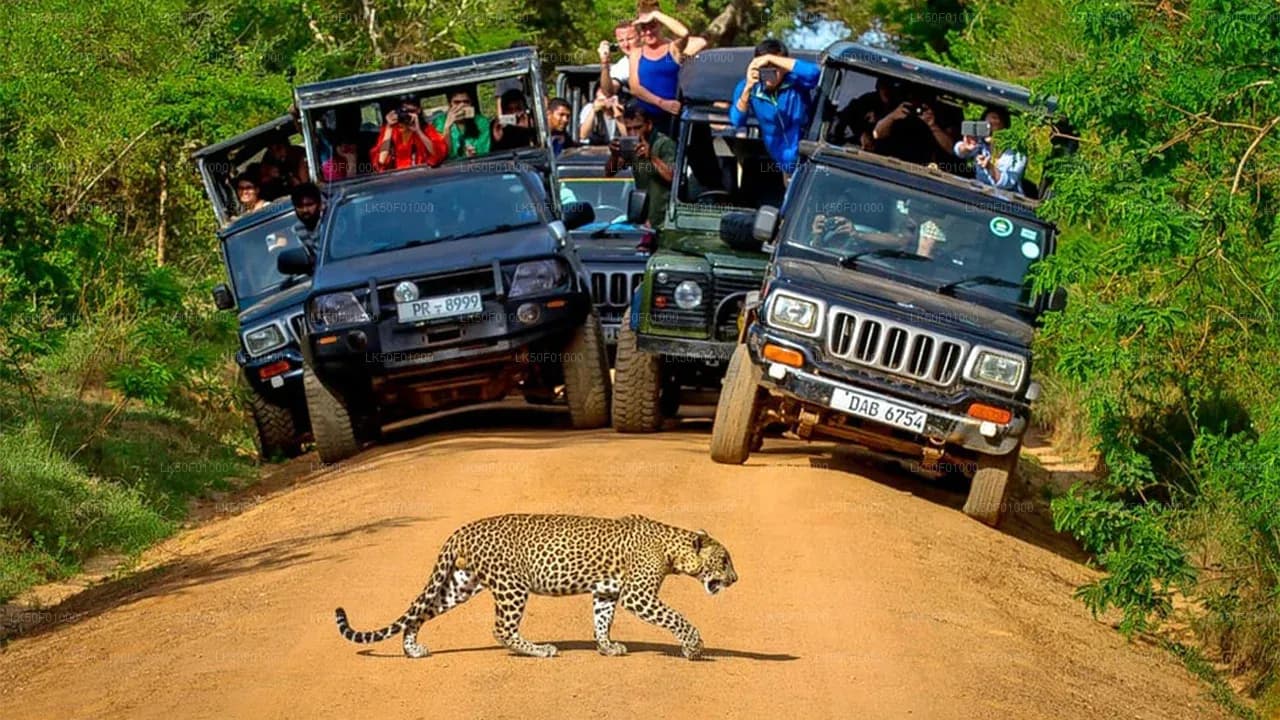 leopard in Wilpattu National Park