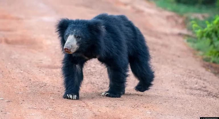 bear in Wilpattu