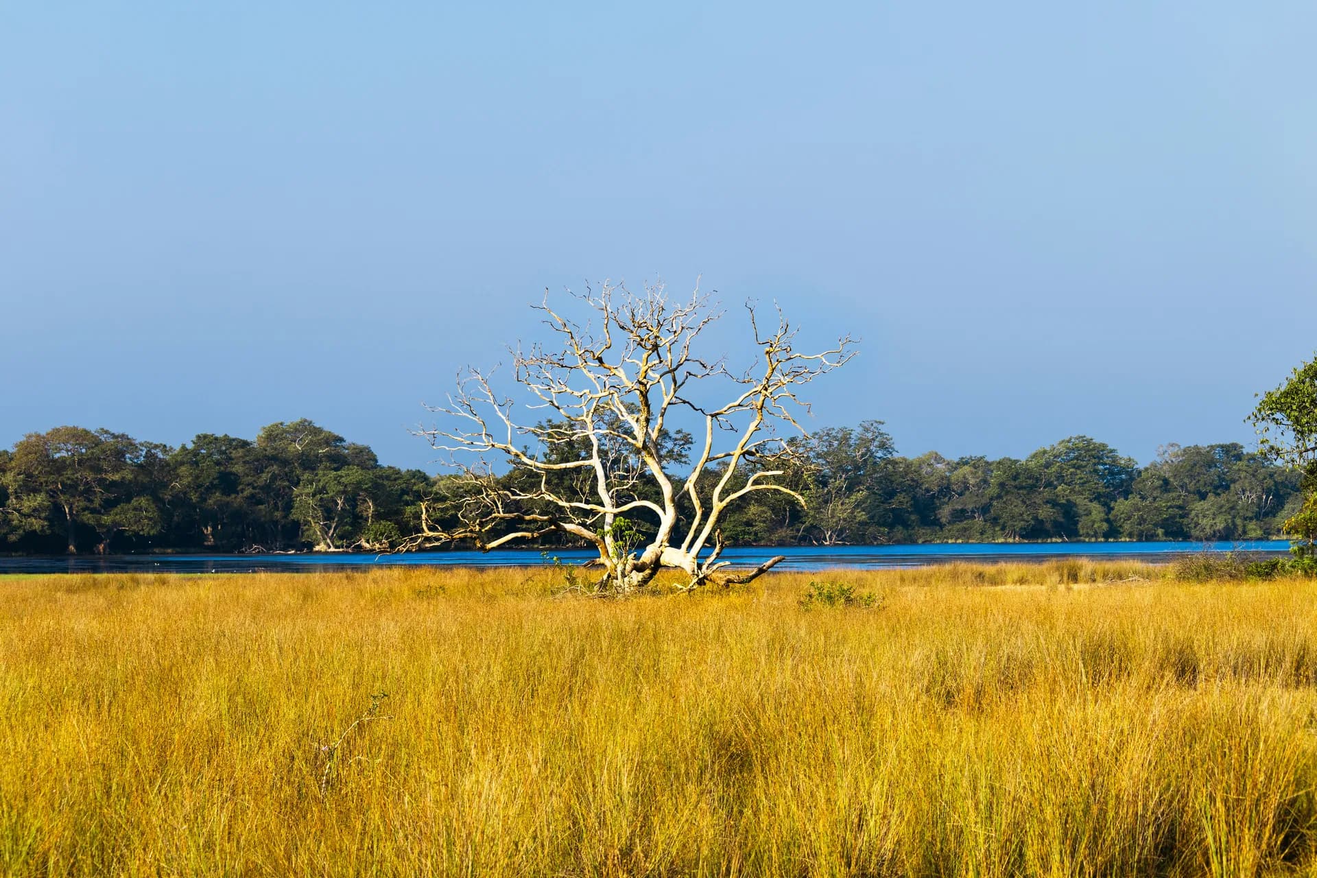 Jeep safari in Wilpattu