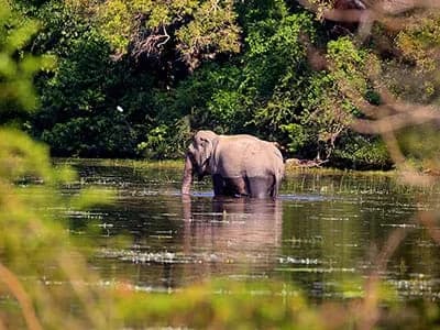 elephant sighting in Wilpattu