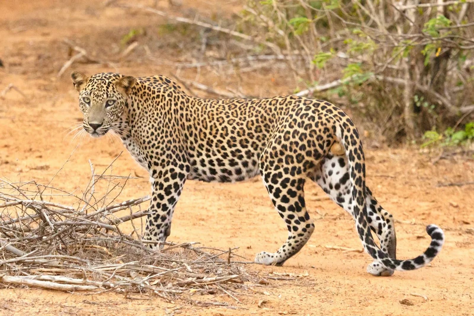 Sri Lankan leopard resting on a tree branch in Yala
