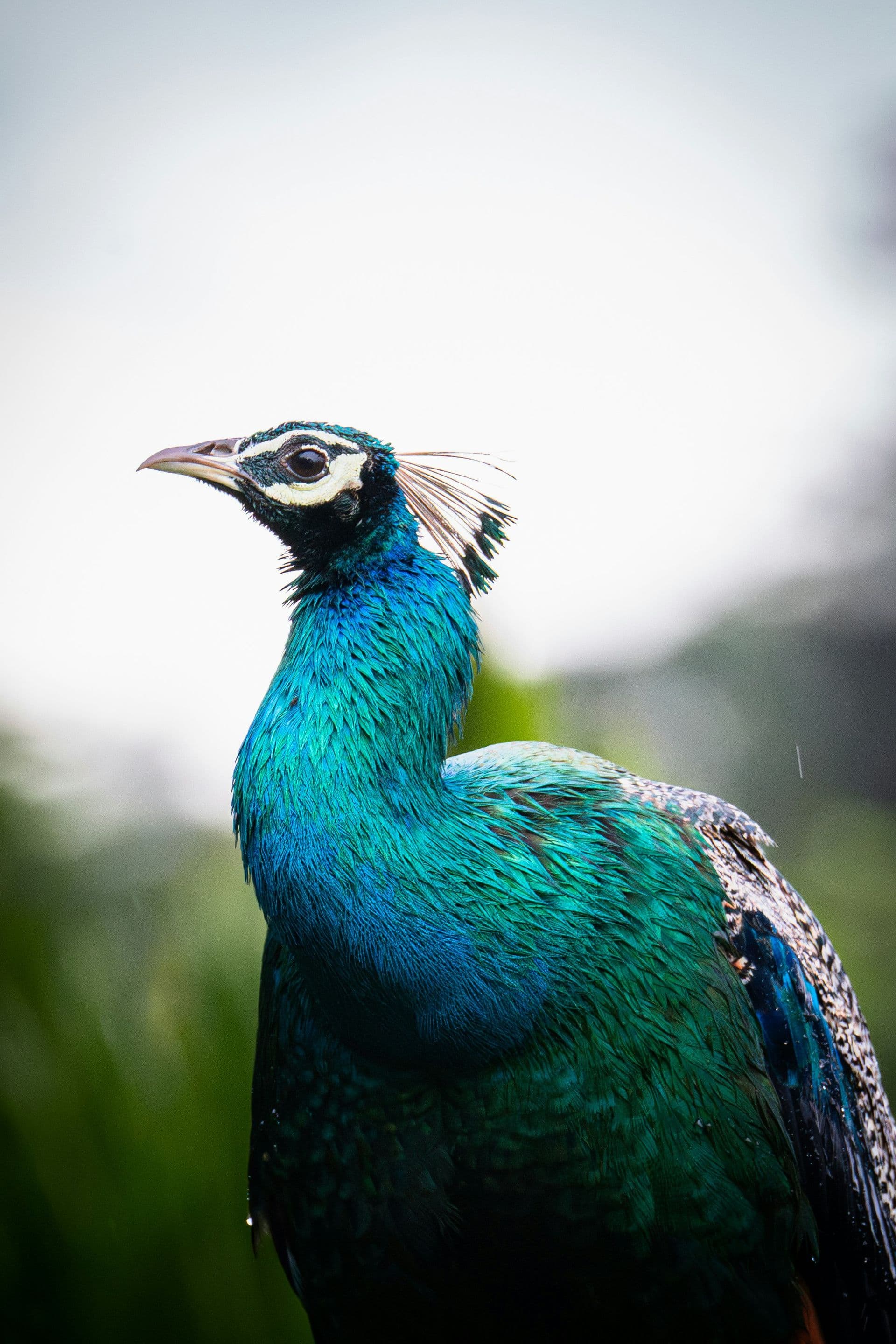Featured tours hero image of Sri Lanka scenery
