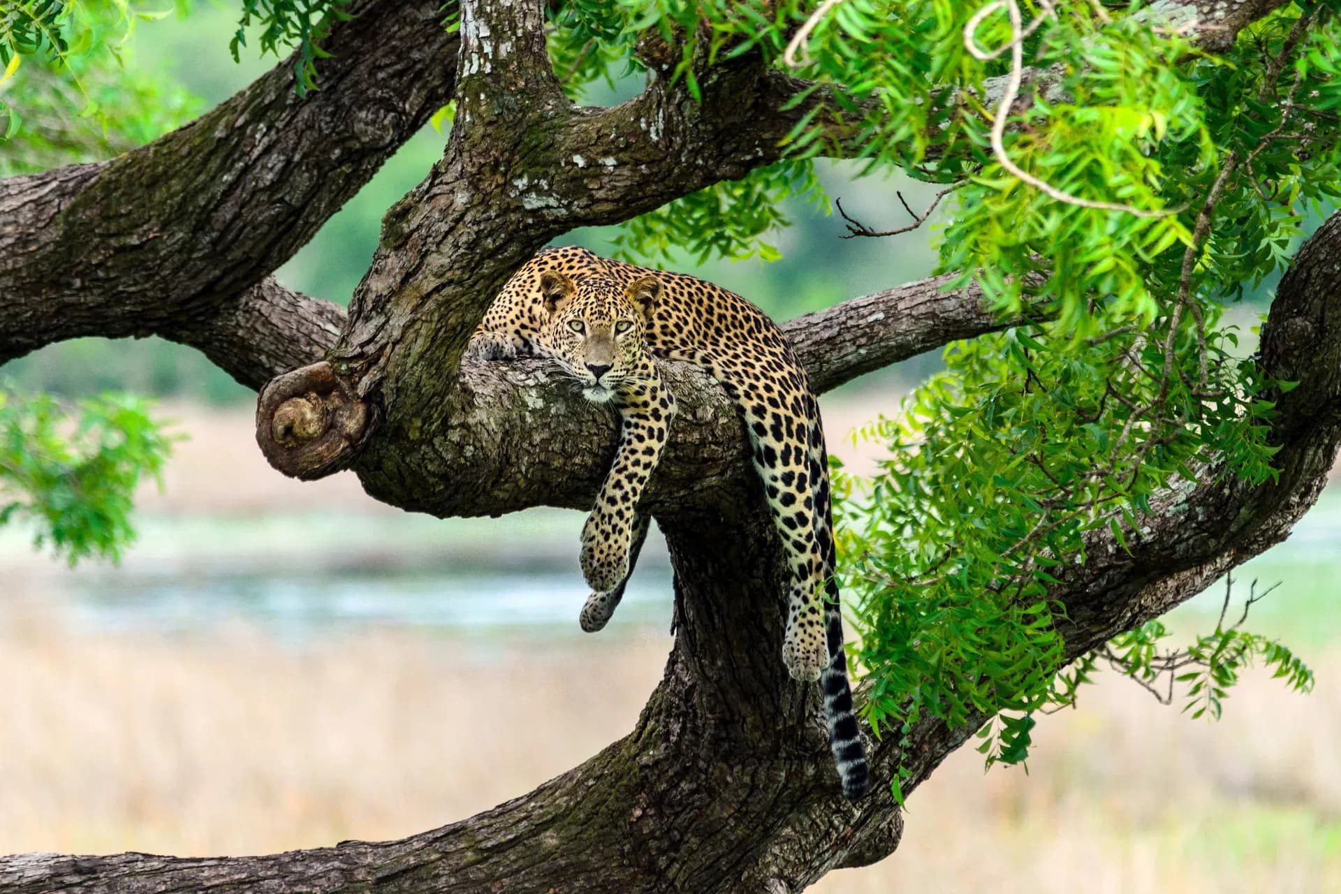 Yala National Park leopard sighting during safari tour
