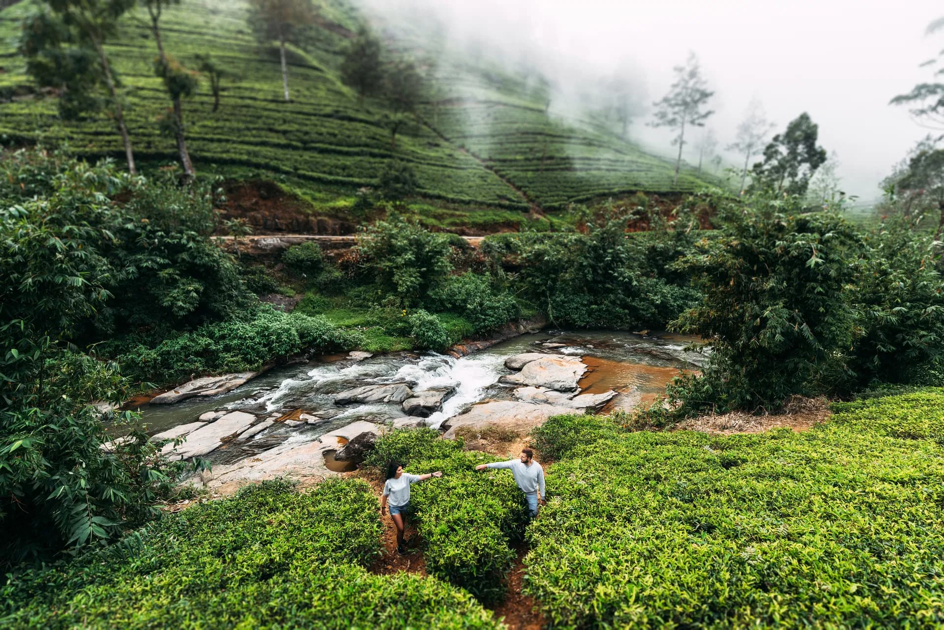 Tea plantations in the Nuwara Eliya mountains