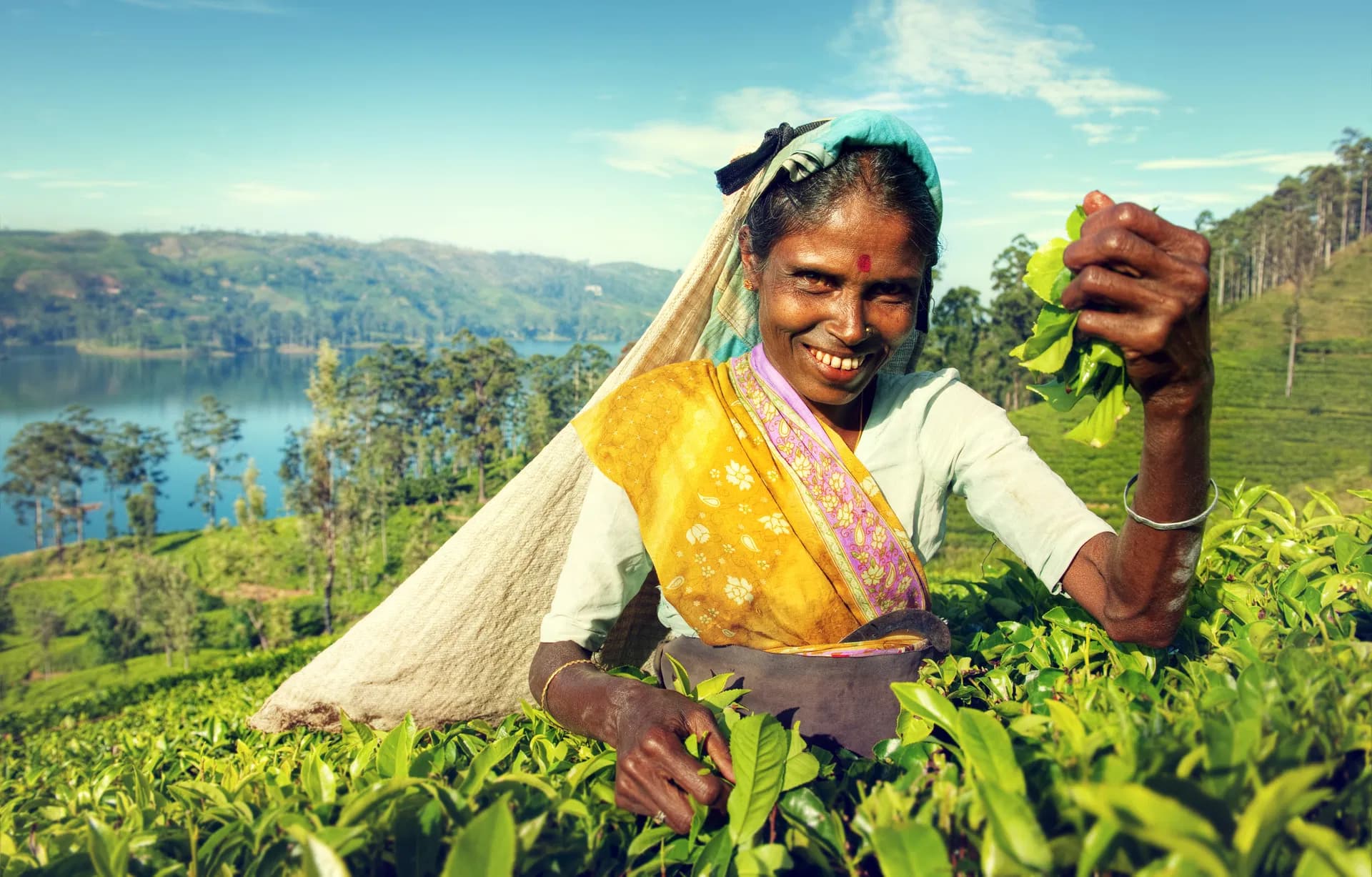Tea picker harvesting leaves in Nuwara Eliya
