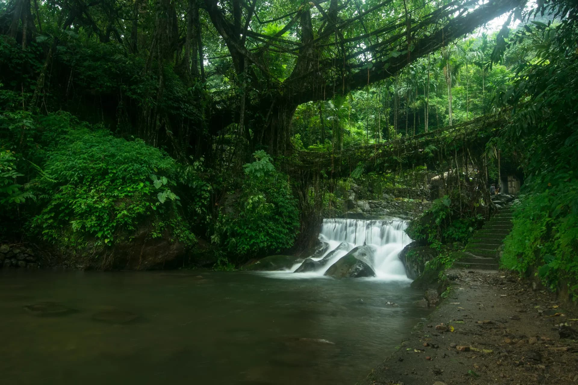Rainforest stream in Sinharaja