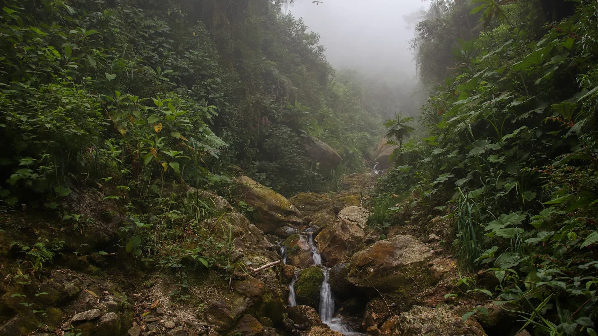 Sinharaja forest landscape