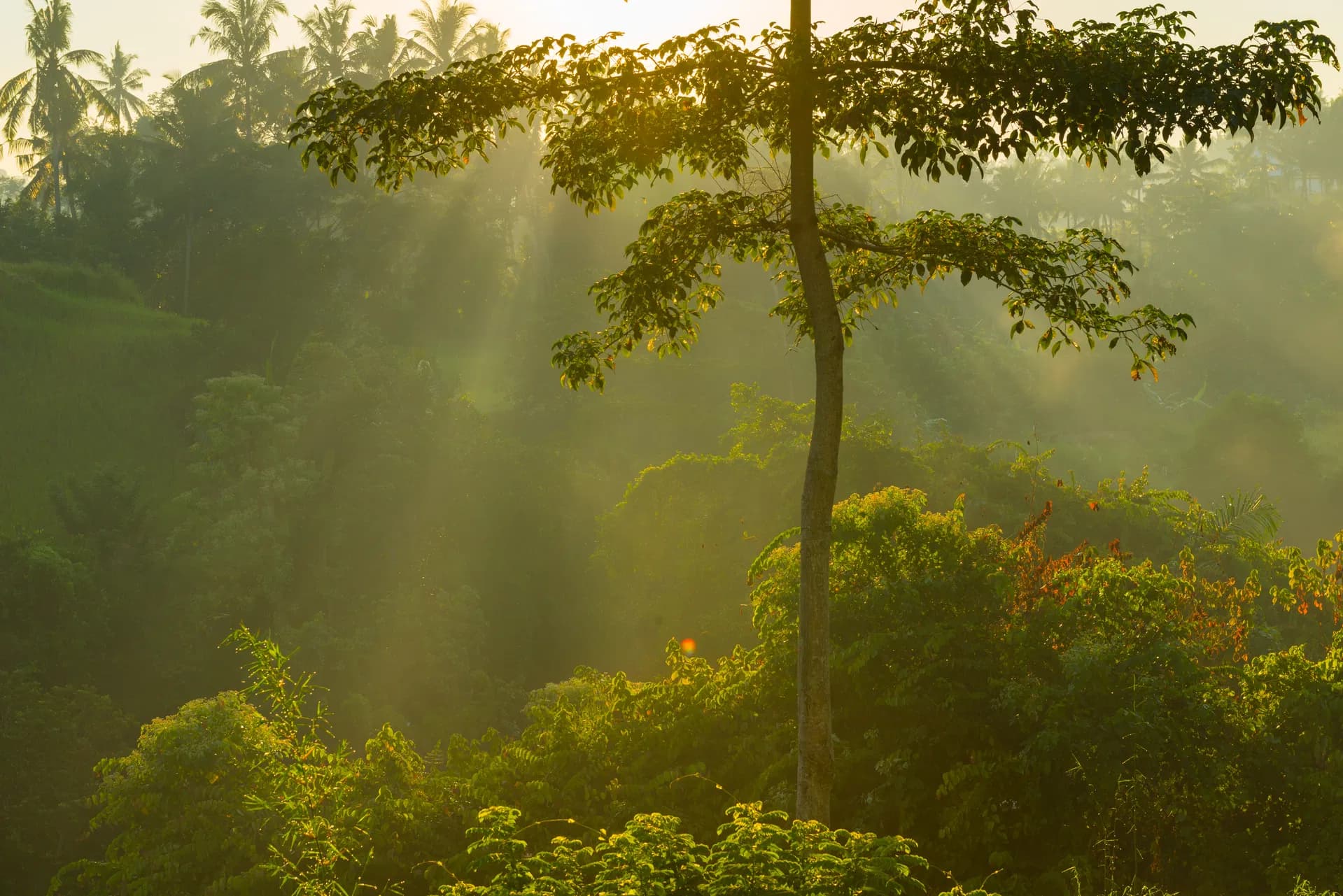 Rainforest foliage in Sinharaja