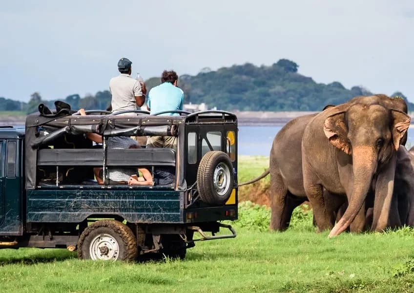 Jeep safari in Yala National Park