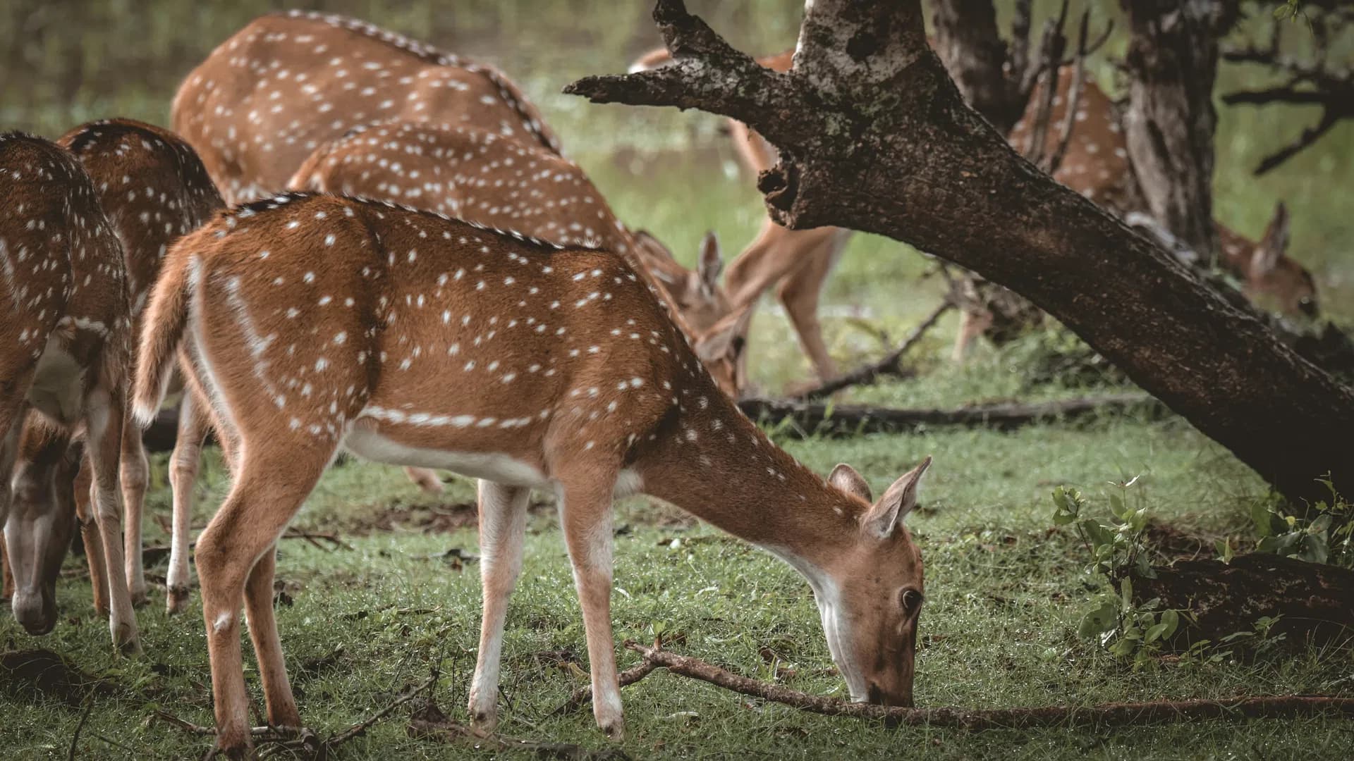 Yala National Park