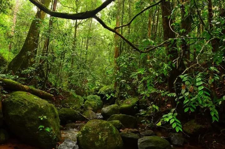 Rainforest canopy in Sinharaja