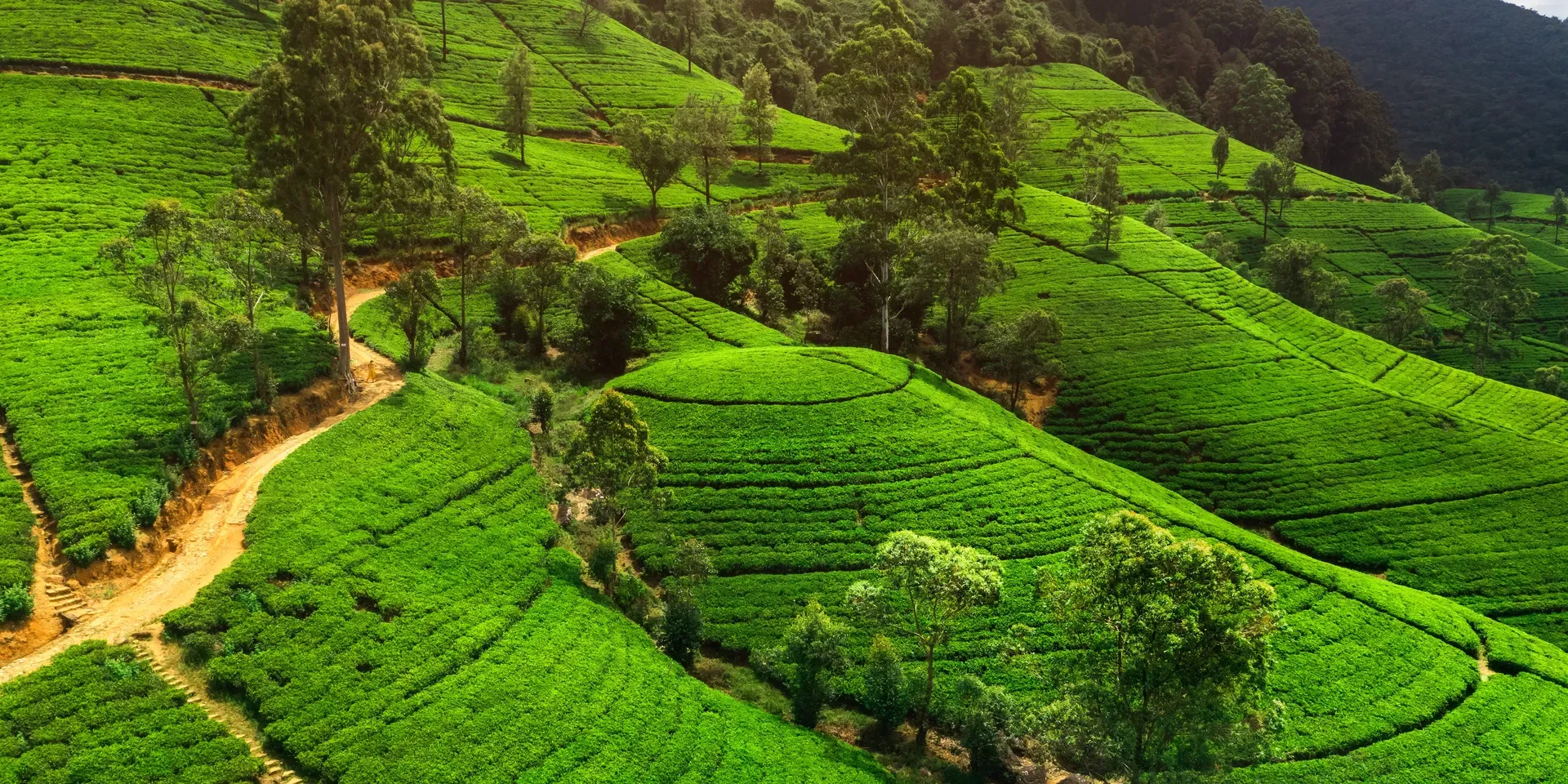 Panorama of tea plantations at sunset