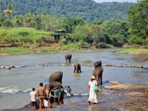 a herd of elephants walking across a river