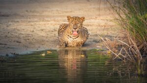 leopard in water during daytime